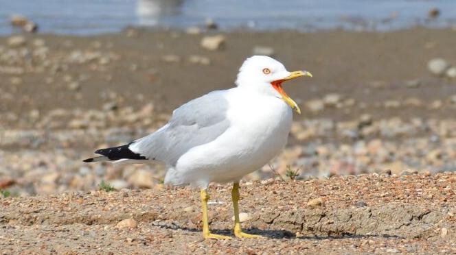 Bird